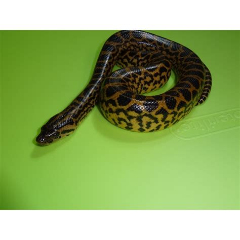 Yellow Anaconda Baby Strictly Reptiles