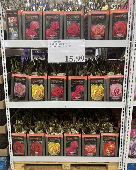 Costco Spring Gardening Product Recommendations Apartment Therapy
