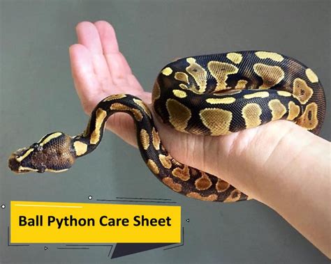 Ball Python Care Sheet Complete Guide How To Pets