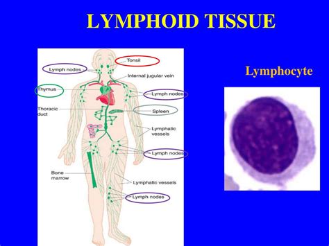 Ppt Lymphoid Tissue Objectives Powerpoint Presentation Free