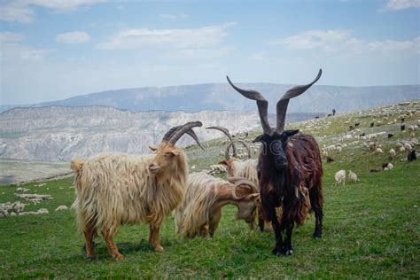 Mountain Goats With Big Horns In The Mountains Of Dagestan Stock Photo