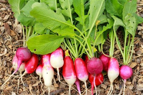 Instead they manufacture food in their thin green outer layer of stem. Eat your greens: 5 ways to prepare radish leaves ...
