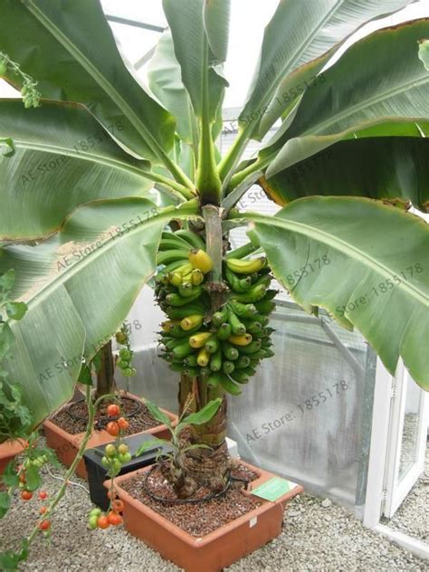The trees are short growers 8 to 10 ft. Approx 8-10 quality fresh seeds Grow this Brazilian Mini ...