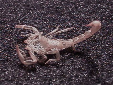 Maere (on a stillbirth´s tomb) 4. Scorpion, Vaejovis sp, molted today