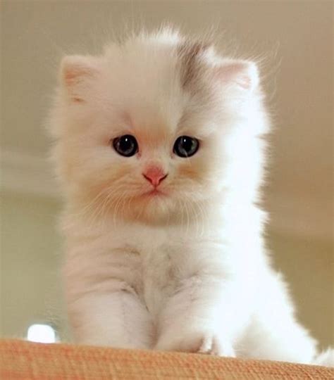 Fluffy White Kitten Flawless House Cats Super Fluffy Cats