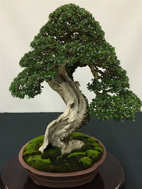 Lesen sie weiter für einige tipps zum pflanzen von bäumen. Wie man sich um einen Bonsai kümmert - Die Grundprinzipien ...