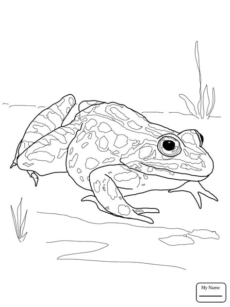 Finish drawing the body in a squiggle like form. Spotted Salamander Drawing at GetDrawings | Free download