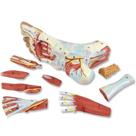 Buy Foot Model Medical Anatomical Foot Skeleton Model With Ligaments