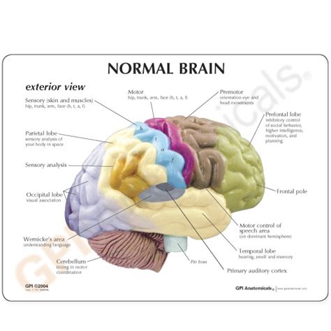 Half Section Human Brain Anatomical Model