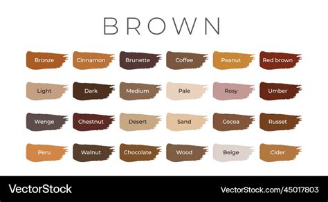 Brown Paint Color Swatches With Shade Names Vector Image