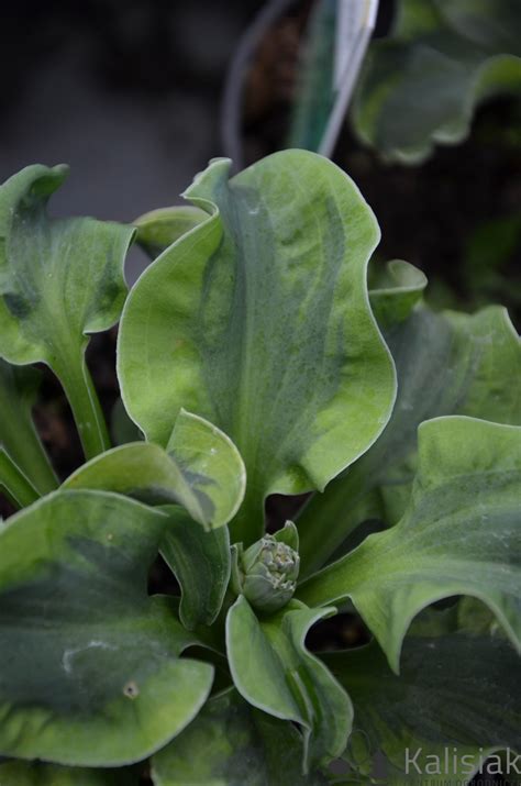 Hosta School Mouse Funkia