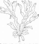 Algae Drawing Getdrawings Seaweed Dulse sketch template