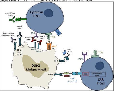 Figure 2 From The Role Of Anti Pd 1 And Anti Pd L1 Agents In The