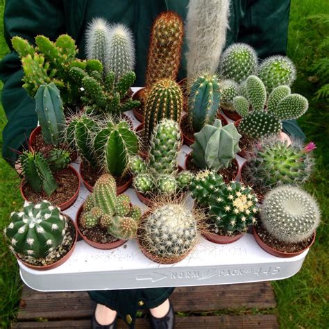 Set Of 10 Mixed Cactus Plants In 55cm Pots Indoorhouse