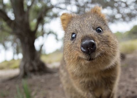 Taking a quokka selfie has to be the cutest trend in australia right now. 6 of the Happiest Animals in the WORLD! ☺ on We Heart It