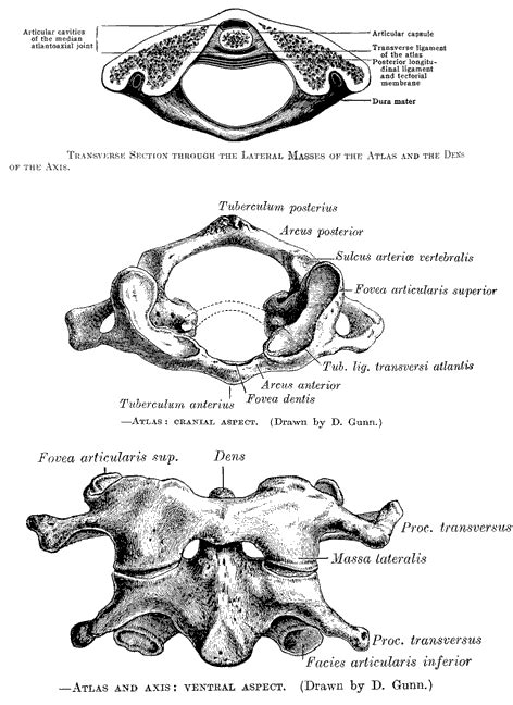 Anatomy of the 1 st and 2 nd cervical vertebrae.