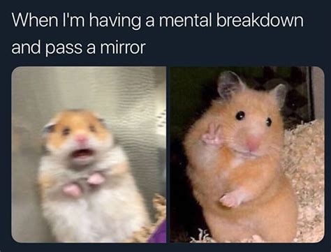 25 Adorable Hamster Memes That Will Surely Brighten Your Day