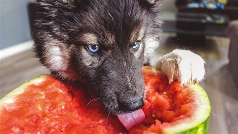 Husky Puppy Eats Giant Watermelon Siberian Husky Water Balloons