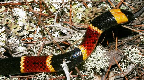 Coral Snakes In South Carolina South Carolina Public Radio