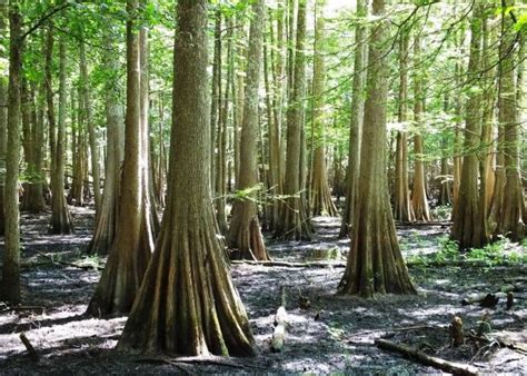 Hardy and tough, this tree adapts to a wide range of soil types, whether wet, salty, dry, or swampy. © USFWS Midwest Region // Wikimedia Commons Louisiana Bald ...