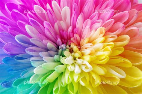 虹色の花 写真素材 5310538 フォトライブラリー Photolibrary