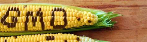 Gmos make it possible to increase crop yields and extend farming into marginal land and inhospitable conditions. Genetically Modified Foods: What You Should Know - Living ...