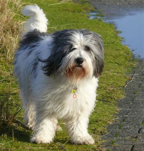 PON Charakter, Temperament und Haltung • welpen.de