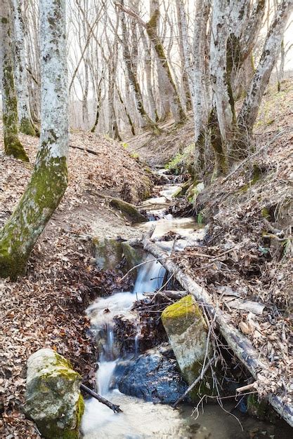 Premium Photo Stream In Mountain Woods In Spring
