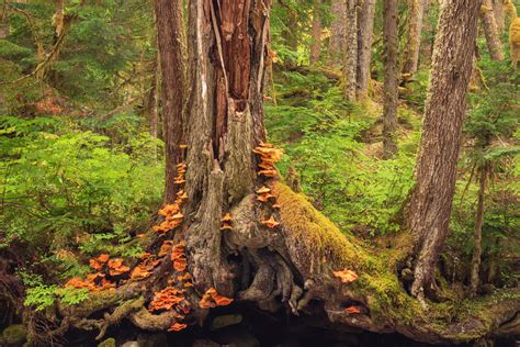 Guide To Washington States Ancient Forests Giant Trees And Old