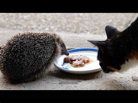 ¡el Amor Está En La Vida De Todos Los Animales Momentos Dulces