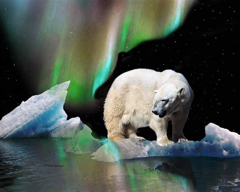 Alaska Aurora Polar Bear Search Digital Art By Dianne Roberson