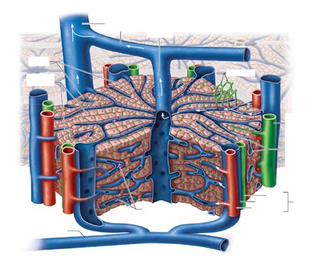 Want to learn more about it? Diagram of Liver Lobule