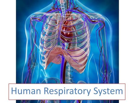 Ppt Human Respiratory System Powerpoint Presentation Free Download