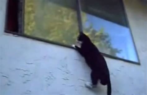 Cat Parkour Amazing Jumps And Climbing Video Boomsbeat