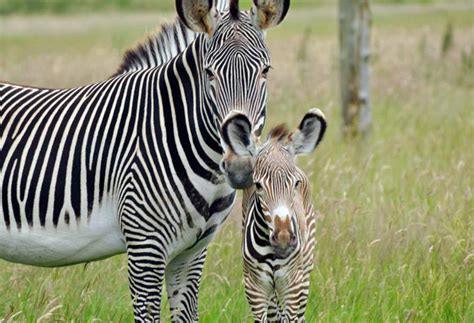 Baby Zebra Makes Mom Earn Her Racing Stripes