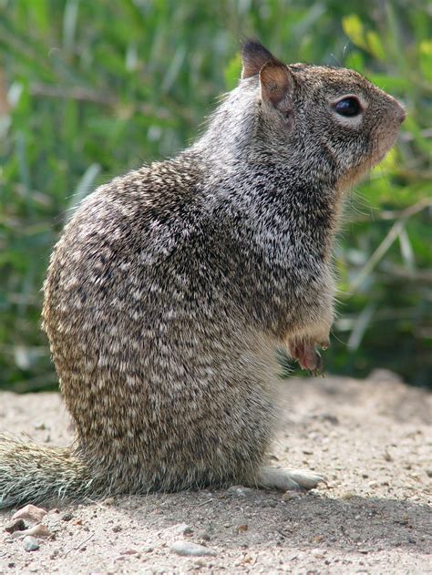 Fileca Ground Squirrel On Hind Legs Wikimedia Commons