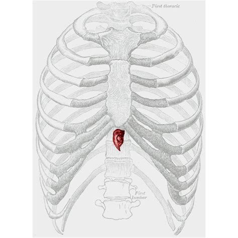 What Organ Is Located Is Middle Of Chest Under End Of Rib Cage Human
