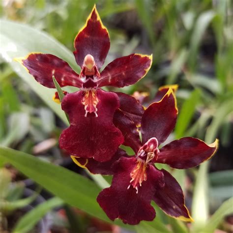 Anggrek Oncidium Simanis Orchids