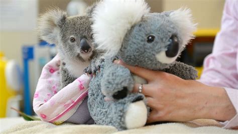 Joey A Baby Koala And His Mother Ubicaciondepersonascdmxgobmx