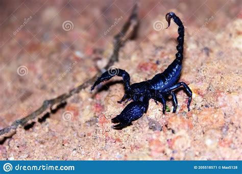 Scorpion Heterometrus Spinifer Stock Image Image Of Coast Blueblack