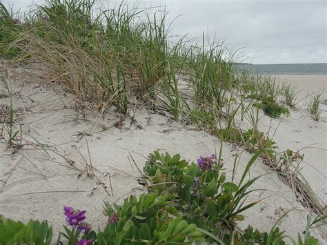 The #1 best value of 513 places to stay in cape cod. Beach flowers | Mary Richmond's Cape Cod Art and Nature
