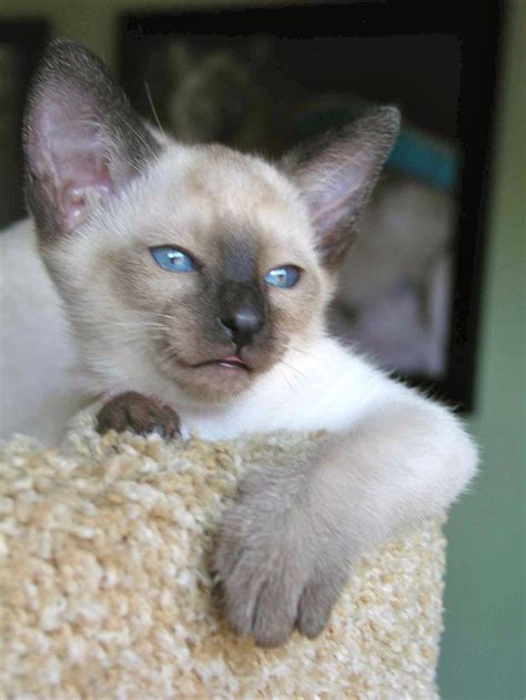 Fascinating Newborn Siamese Cats Kittens Exceptional Siamese Cats