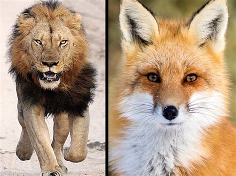 Motivational Story About Lion And Fox Inspirational Story For Kids