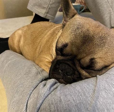 15 Reasons Why You Should Never Own French Bulldogs