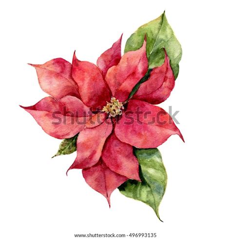 Watercolor Poinsettia Hand Painted Christmas Flower Stock Illustration