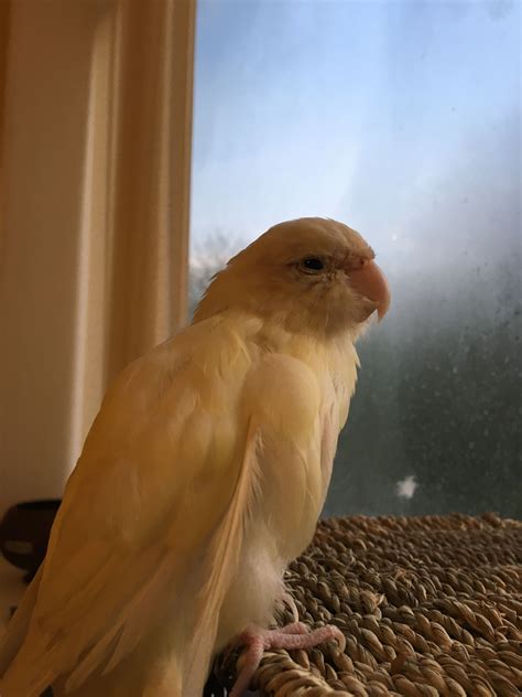 My Parakeet Maggie • Parakeet Bird Pretty Sunset Cute Pets