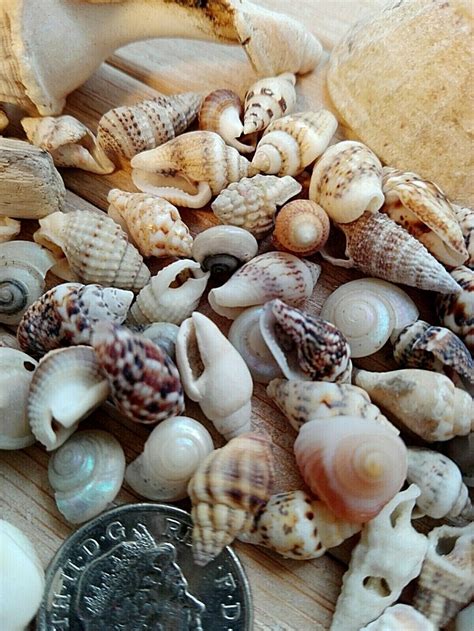 100 Mixed Seashells Tiny Mini Sea Shells Craft Wedding Beach Etsy