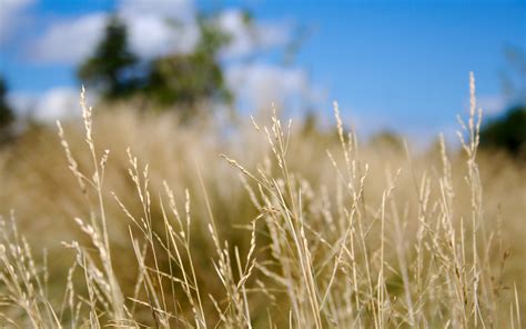 Wallpaper Sunlight Food Nature Sky Field Wheat Cloud Flower