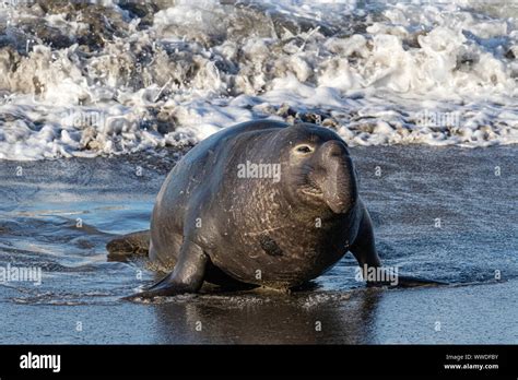Northern Elephant Seal
