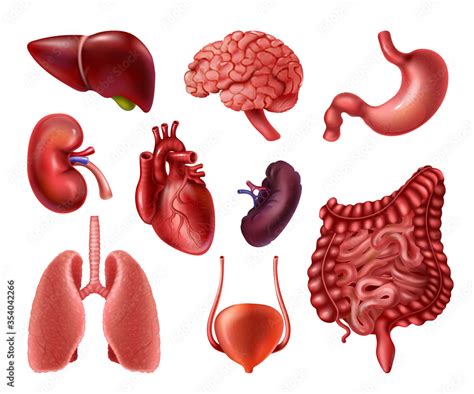 Internal Organs Realistic Human Body Anatomy Infographic Elements